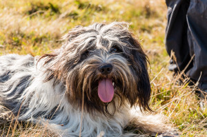 Clarence beim Wandern auf der Wurzeralm